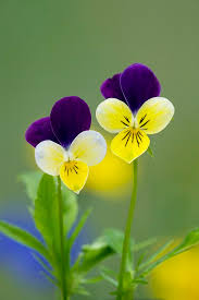 Attēlu rezultāti vaicājumam “Viola tricolor flower”