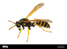 Attēlu rezultāti vaicājumam “Polistes nimpha”