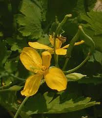 Attēlu rezultāti vaicājumam “Chelidonium majus flower”