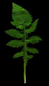 Attēlu rezultāti vaicājumam “Cirsium oleraceum leaf”