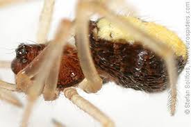 Attēlu rezultāti vaicājumam “Neottiura bimaculata female”