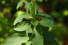 Attēlu rezultāti vaicājumam “Saponaria officinalis leaf”