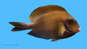 Image result for Acanthurus bahianus