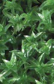 Attēlu rezultāti vaicājumam “Zygodon rupestris”