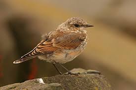 Attēlu rezultāti vaicājumam “Oenanthe oenanthe juvenile”