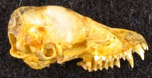 Attēlu rezultāti vaicājumam “Myotis dasycneme”