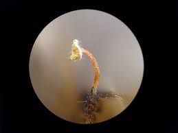 Attēlu rezultāti vaicājumam “Didymium bahiense macro”