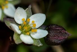 Attēlu rezultāti vaicājumam “Spergula morisonii”