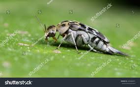 Attēlu rezultāti vaicājumam “Mordellidae”