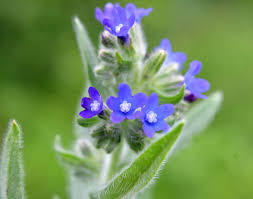 Attēlu rezultāti vaicājumam “Anchusa arvensis”