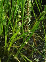 Attēlu rezultāti vaicājumam “Sparganiaceae”