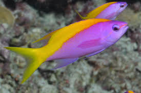 Attēlu rezultāti vaicājumam “Sacchiphantes abietis exuvia”