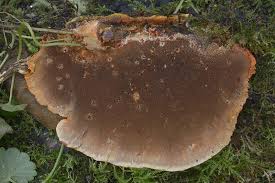 Attēlu rezultāti vaicājumam “Inonotus radiatus”