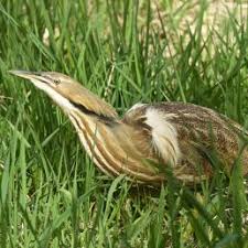 Image result for Wilsonia citrina