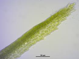 Attēlu rezultāti vaicājumam “Dicranella schreberiana”