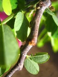 Attēlu rezultāti vaicājumam “Robinia neomexicana fruit”