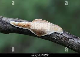 Attēlu rezultāti vaicājumam “Dichomitus campestris”