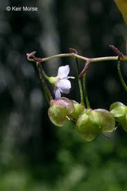 Attēlu rezultāti vaicājumam “Veronica scutellata flower”