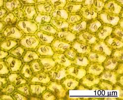 Attēlu rezultāti vaicājumam “Chiloscyphus polyanthos”