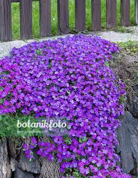 Image result for Aubrieta hybrida (cultorum)