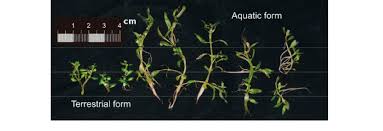Attēlu rezultāti vaicājumam “Elatinaceae”