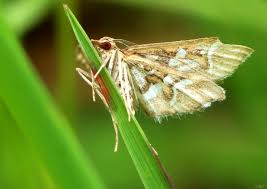 Attēlu rezultāti vaicājumam “Diasemia reticularis”