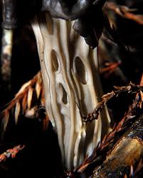 Attēlu rezultāti vaicājumam “Helvella lacunosa”