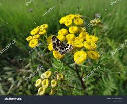 Attēlu rezultāti vaicājumam “Epirrhoe tristata imago”