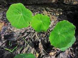 Attēlu rezultāti vaicājumam “Tropaeolum majus leaf”