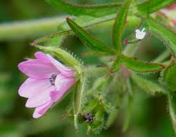 Attēlu rezultāti vaicājumam “Geranium dissectum fruit”