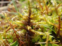 Attēlu rezultāti vaicājumam “Calliergon cordifolium”