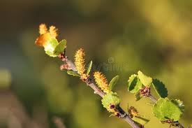 Attēlu rezultāti vaicājumam “Betula nana male flower”