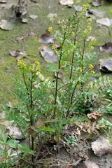 Attēlu rezultāti vaicājumam “Rorippa palustris”