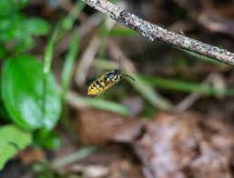 Attēlu rezultāti vaicājumam “Vespula germanica”