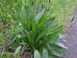 Attēlu rezultāti vaicājumam “Plantago media leaf”