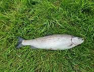Image result for Bideford and District Angling Club
