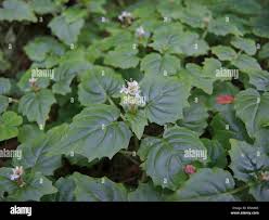 Attēlu rezultāti vaicājumam “Circaea alpina flower”