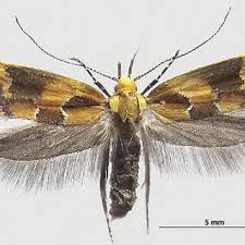Attēlu rezultāti vaicājumam “Epicallima formosella”