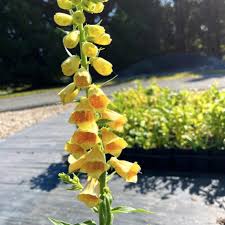 Image result for Digitalis grandiflora