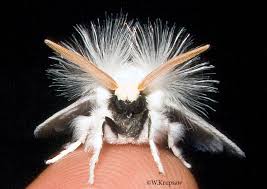 Attēlu rezultāti vaicājumam “Spilosoma sp.”