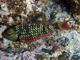 Image result for Sparisoma viride