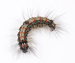 Attēlu rezultāti vaicājumam “Lithosia quadra male”