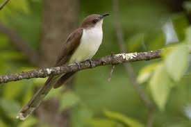 Image result for Coccyzus erythropthalmus