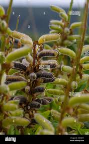 Attēlu rezultāti vaicājumam “Lupinus polyphyllus fruit”