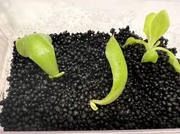 Attēlu rezultāti vaicājumam “Pinguicula vulgaris fruit”