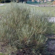 Attēlu rezultāti vaicājumam “Salix rosmarinifolia”