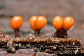 Attēlu rezultāti vaicājumam “Trichia botrytis var. cerifera”