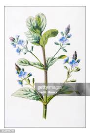 Attēlu rezultāti vaicājumam “Veronica beccabunga flower”