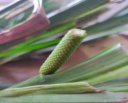 Attēlu rezultāti vaicājumam “Acorus calamus leaf”