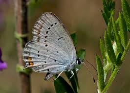 Attēlu rezultāti vaicājumam “Everes argiades underside”